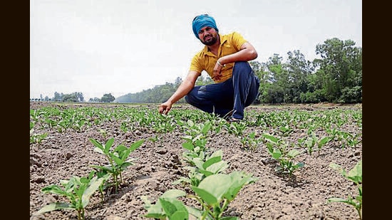 Stop befooling farmers on moong procurement: SAD to CM Mann (HT)