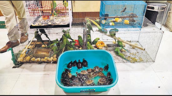 The inner workings of the illegal economy of exotic animal trade | Latest  News India - Hindustan Times