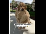 The golden retriever dog loves to take a large stuffed animal with it on its walk. (golden_huck_fin/Instagram) The golden retriever dog loves to take a large stuffed animal with it on its walk. (golden_huck_fin/Instagram)