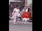 The kind woman helps the street doggo cross the road. (Instagram/@pawthon)