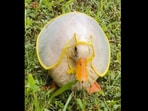 The cute duck wearing the raincoat in the Instagram video. (Instagram/@motherthemountain)