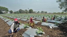 Farmers busy working on a farm in Sangli. HT File Photo