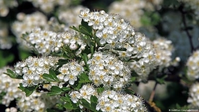Drugs made from hawthorn tree berries could help treat cardiovascular disease (Gottfried Czepluch/IMAGO ) Drugs made from hawthorn tree berries could help treat cardiovascular disease (Gottfried Czepluch/IMAGO )