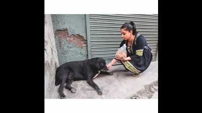 Supreme Court has now upheld a previous Delhi High Court order — that allowed residents to feed stray dogs at designated spots in colonies — bringing relief to dog lovers and their furry friends. ((Photos for representational purpose only)) Supreme Court has now upheld a previous Delhi High Court order — that allowed residents to feed stray dogs at designated spots in colonies — bringing relief to dog lovers and their furry friends. ((Photos for representational purpose only))