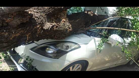 A tamarind tree fell on an autorickshaw, a parked car and two-wheeler at Kelkar wasti lane on Magarpatta road on Monday. (HT PHOTO)