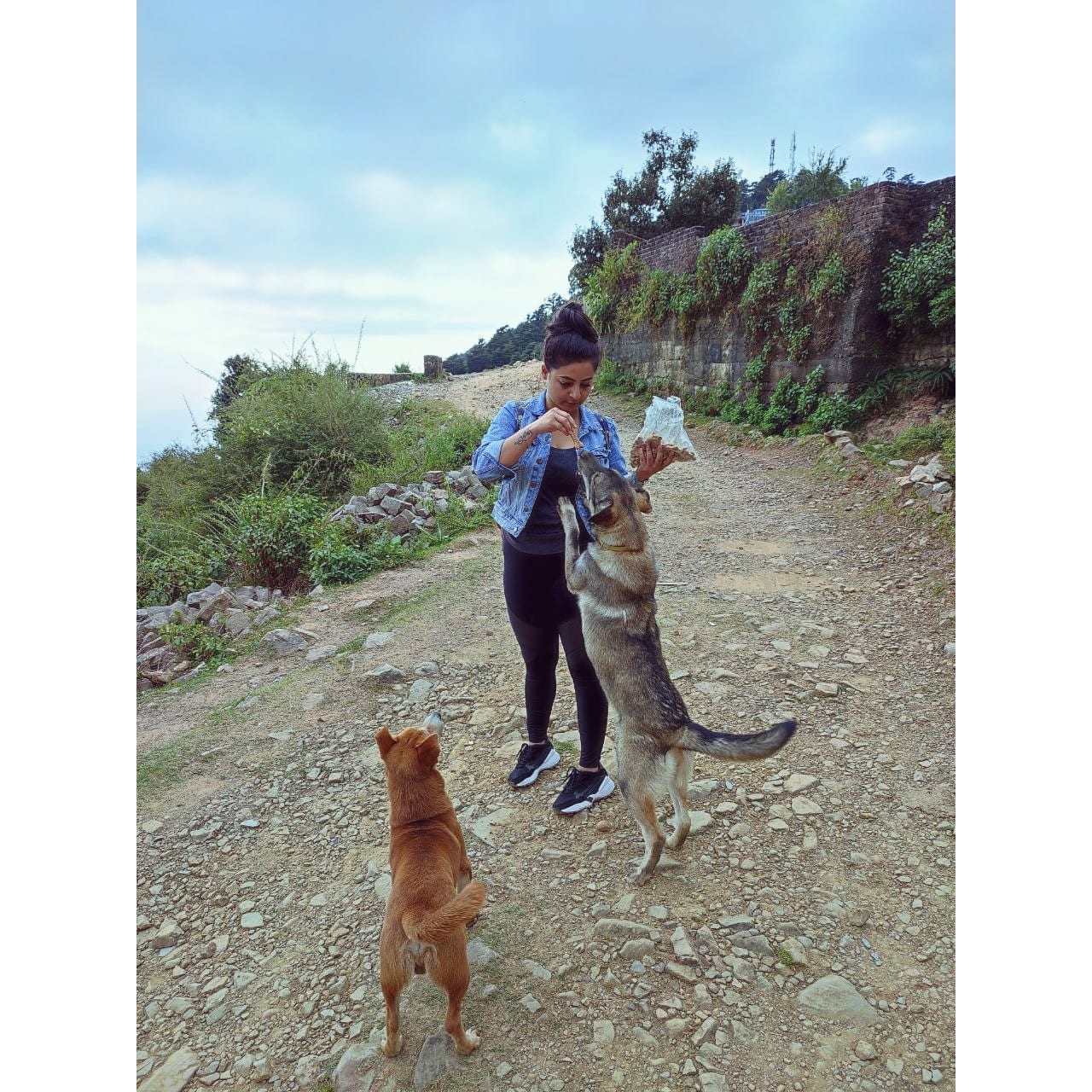 Dog lovers stress the need for overall acceptance of strays in the colonies. Dog lovers stress the need for overall acceptance of strays in the colonies.