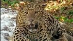 Since 2000, 400 people have been killed in leopard attacks in Uttarakhand, according to the state forest department data (ANI File Photo/Representative Image)