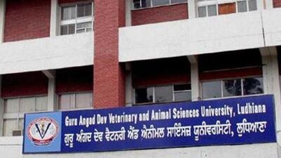 Dr JPS Gill, director of research, GADVASU, Ludhiana, said that use of food waste has for long been an area of interest in animal nutrition and will not only make feeding economical, but also facilitate recycling to curb pollution. (HT FILE)