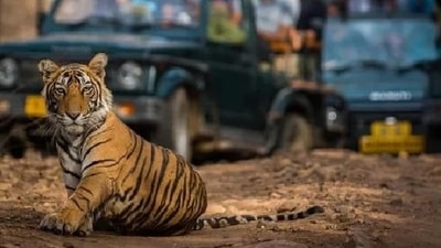 Mob in Uttarakhand village burns captured leopard alive. (Pic for representation) Mob in Uttarakhand village burns captured leopard alive. (Pic for representation)