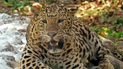 Since 2000, 400 people have been killed in leopard attacks in Uttarakhand, according to the state forest department data (ANI File Photo/Representative Image) Since 2000, 400 people have been killed in leopard attacks in Uttarakhand, according to the state forest department data (ANI File Photo/Representative Image)