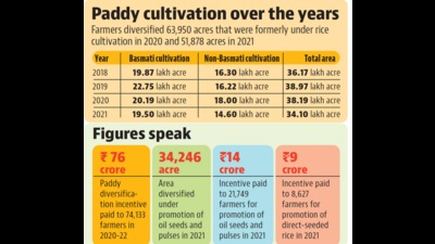 The Manohar Lal Khattar-led BJP-JJP government has set a lofty target to diversify at least one lakh acre land under paddy cultivation to crops such as pulses, cereals, cotton and maize every year to check Haryana’s rapidly deleting ground water table (Representative Image/HT File) The Manohar Lal Khattar-led BJP-JJP government has set a lofty target to diversify at least one lakh acre land under paddy cultivation to crops such as pulses, cereals, cotton and maize every year to check Haryana’s rapidly deleting ground water table (Representative Image/HT File)