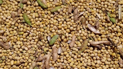 Soybeans are seen loaded in a truck. (REUTERS file)