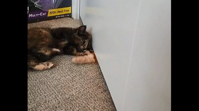The image, taken from the Reddit video, shows one of the cats that is playing a game with another kitty. Their game involves a door too. (Reddit/@JephriB)