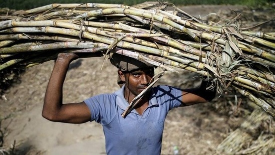 India imposes restrictions on sugar exports from June 1(REUTERS) India imposes restrictions on sugar exports from June 1(REUTERS)