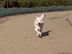 The image, taken from the Instagram video, shows the dog with special needs.