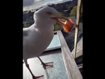 The pet seagull eating some salmon fish in the Instagram video. (Instagram/@feedingsteven) The pet seagull eating some salmon fish in the Instagram video. (Instagram/@feedingsteven)