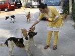The Supreme Court has paved the way for stray dogs to be fed at designated feeding spots in colonies. (HT File Photo) The Supreme Court has paved the way for stray dogs to be fed at designated feeding spots in colonies. (HT File Photo)