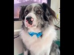 The doggo after getting blow-dried, post bath time fun. 