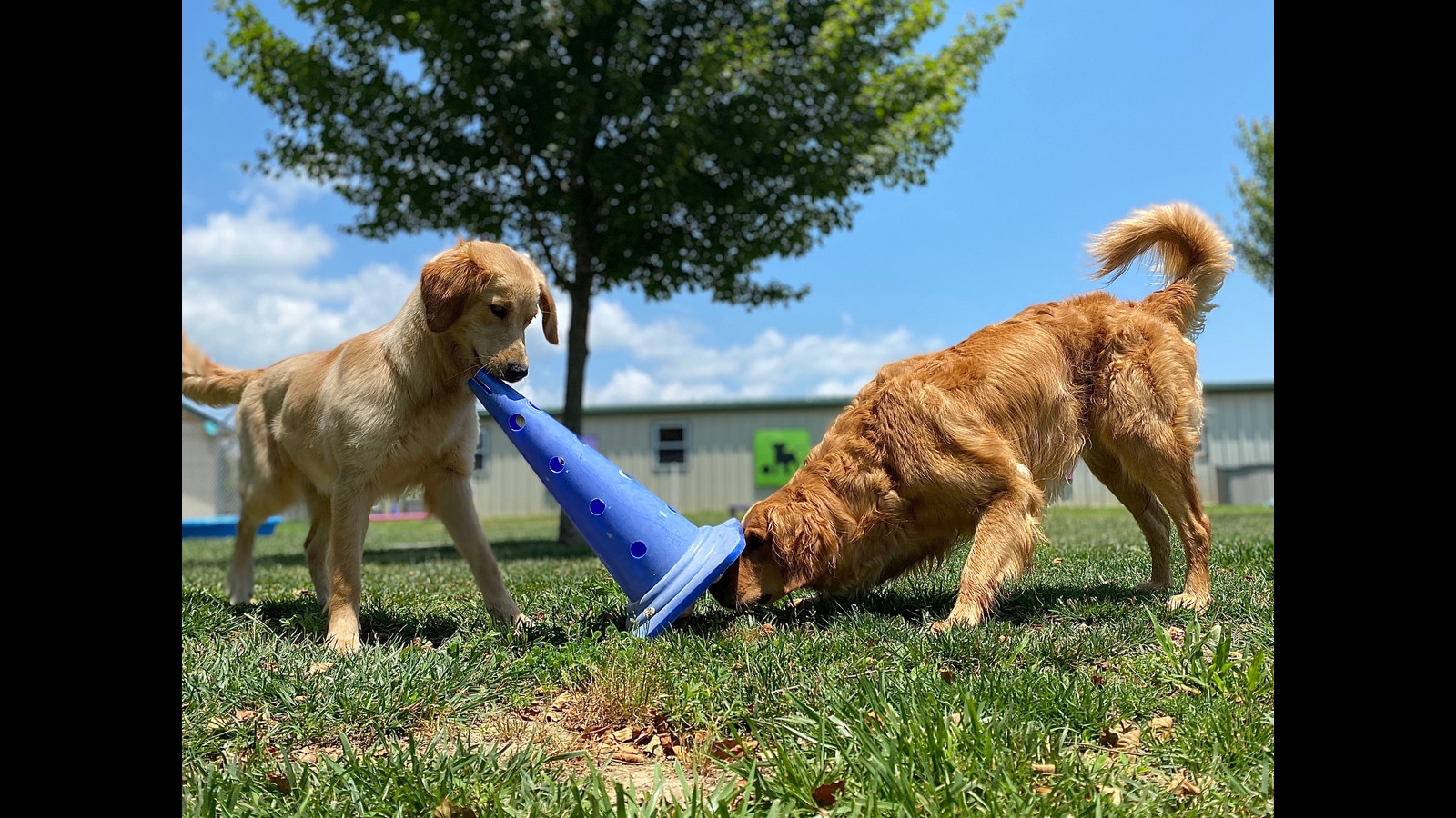 Furry tales: Pet parents vs boarding centres