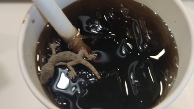 Man found a dead lizard in the cold drink at McDonald's in Ahmedabad. Man found a dead lizard in the cold drink at McDonald's in Ahmedabad.