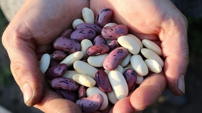 Pulses and legumes: Will keep the gut microbiome healthy and remove toxins from the diet. (Pixabay) Pulses and legumes: Will keep the gut microbiome healthy and remove toxins from the diet. (Pixabay)