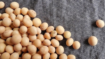 Soybean: This will improve immunity to fight TB-causing bacteria that is (Mycobacterium tuberculosis). (Pixabay) Soybean: This will improve immunity to fight TB-causing bacteria that is (Mycobacterium tuberculosis). (Pixabay)