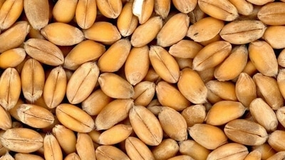 Whole grains: Try to make them a part of your diet, if you have TB. Whole grains are loaded with vitamin B complex and fiber, which will help you to stay energized and overcome lethargy. (Pixabay) Whole grains: Try to make them a part of your diet, if you have TB. Whole grains are loaded with vitamin B complex and fiber, which will help you to stay energized and overcome lethargy. (Pixabay)