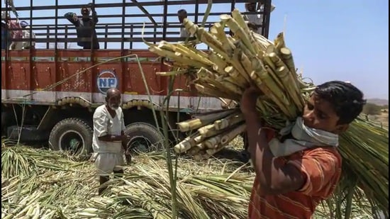 The centre’s decision to limit the export of sugar may not impact Maharashtra’s sugar economy much even as the state has registered record production this year and sugar mills are still working to crush the remaining sugarcane (HT FILE PHOTO)