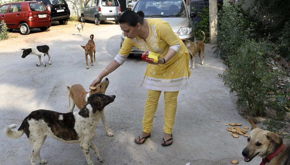 The Supreme Court has paved the way for stray dogs to be fed at designated feeding spots in colonies. (HT File Photo) The Supreme Court has paved the way for stray dogs to be fed at designated feeding spots in colonies. (HT File Photo)