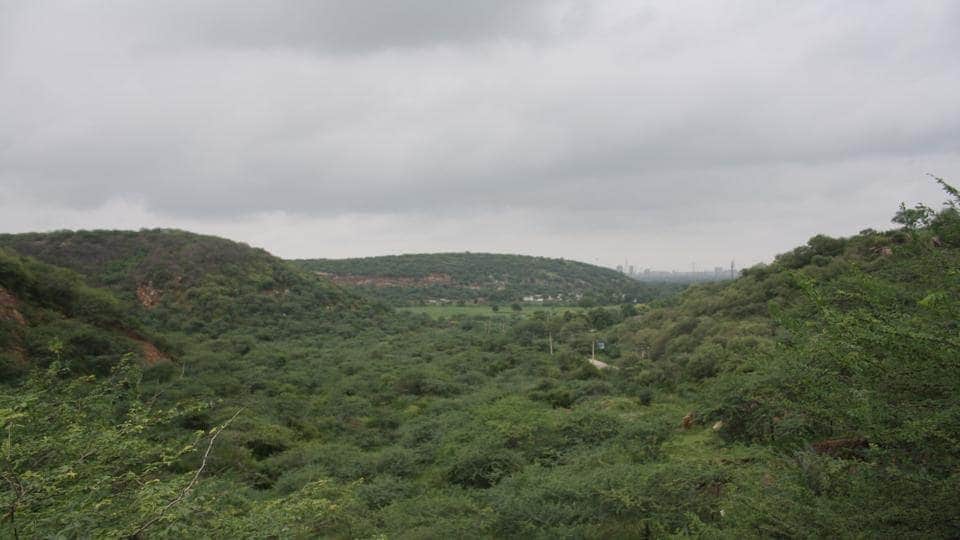 Just like in Delhi, CAQM has told NCR states to focus on greening initiatives along central verges and roadsides. (Representative photo) Just like in Delhi, CAQM has told NCR states to focus on greening initiatives along central verges and roadsides. (Representative photo)