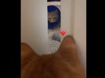 That part in the cats’ love story where they see each other for the first time in the Instagram video. (Instagram/@nala.meetsworld) That part in the cats’ love story where they see each other for the first time in the Instagram video. (Instagram/@nala.meetsworld)