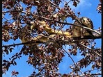 The image shows the snake stuck atop a tree. It was later rescued.