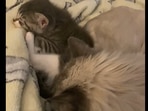 The older cat looking after the rescued kitten. (Reddit/VelvetineDragon) The older cat looking after the rescued kitten. (Reddit/VelvetineDragon)