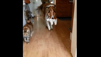 The image, taken from the Reddit video, shows the dog bringing his ‘baby’ to the human. (Reddit/@CollieflowersBark)