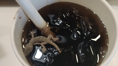 Man found a dead lizard in the cold drink at McDonald's in Ahmedabad.