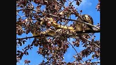 The image shows the snake stuck atop a tree. It was later rescued. (Facebook/@edmontonfirerescue )