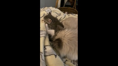 The older cat looking after the rescued kitten. (Reddit/VelvetineDragon) The older cat looking after the rescued kitten. (Reddit/VelvetineDragon)