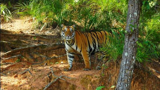 The presence of Maoists has grown significantly in the Kanha tiger reserve in Madhya Pradesh. (HT file photo)