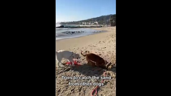 Lady the Golden Retriever indulging in one of her weird beach habits.&nbsp;(Instagram/@ladyandtheblues)