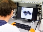 An employee of the vaccine company Bavarian Nordic shows a picture of a vaccine virus on a display in a laboratory of the company in Martinsried near Munich, Germany
