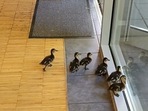 The ducklings walking across the cafe trying to find their mama. (Reddit/Turicil00) The ducklings walking across the cafe trying to find their mama. (Reddit/Turicil00)