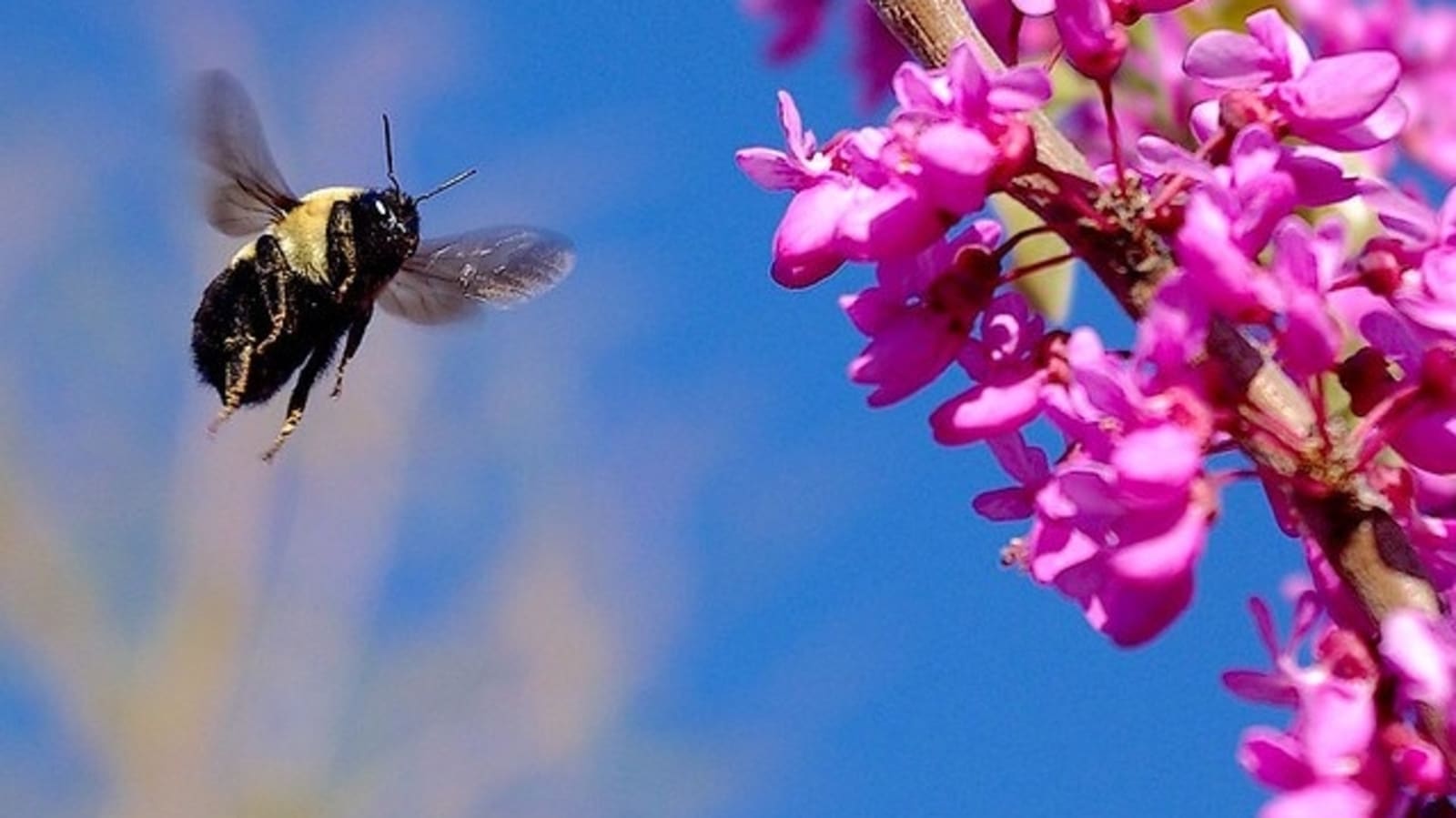 The importance of bees in the future of the ecosystem