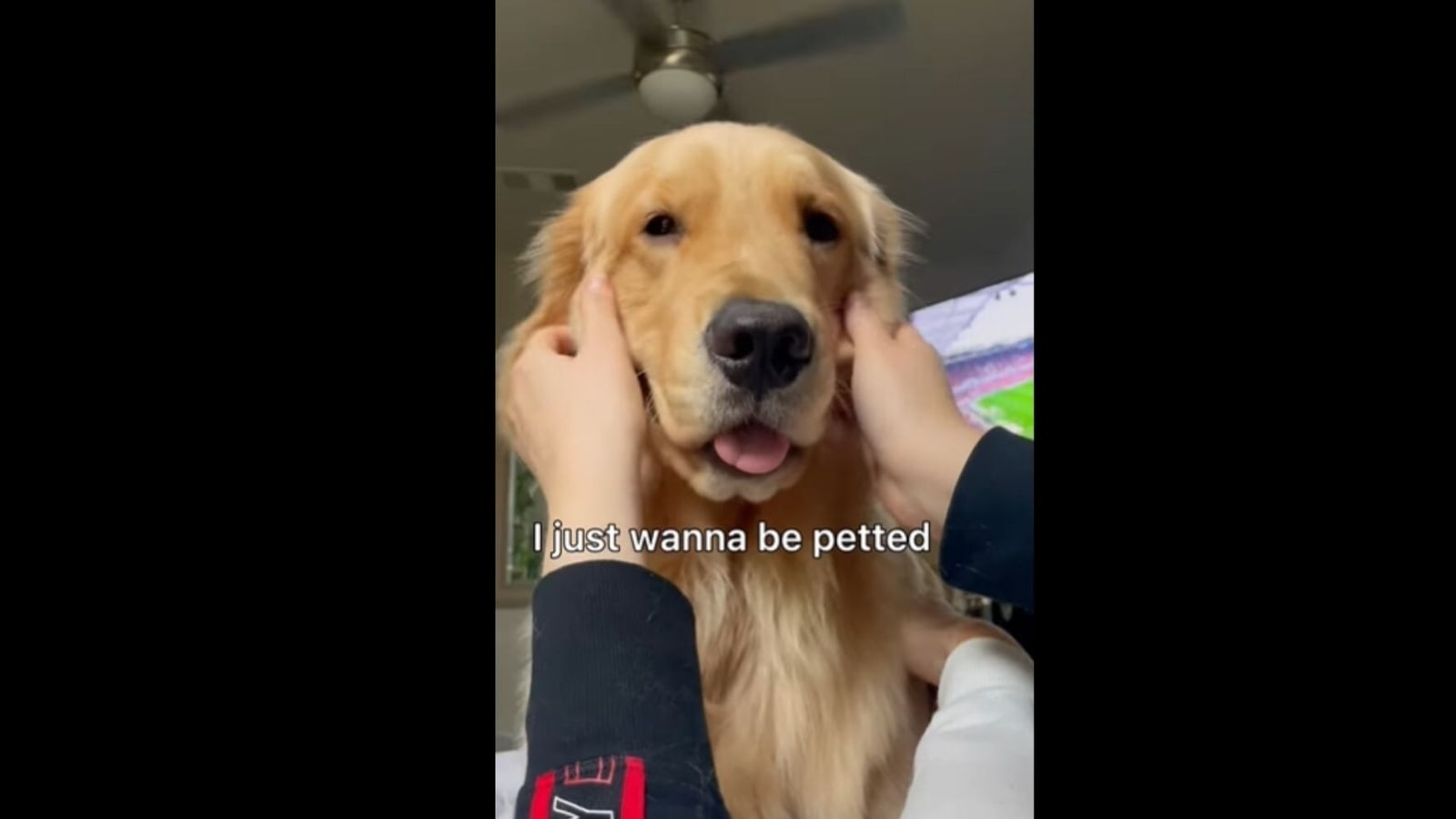 Golden retriever dog wants to be petted all the time. Watch adorable