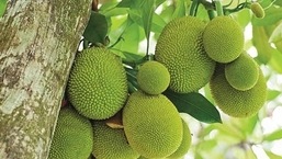 The Bangalore University, known to be short of funds, is now hoping to make revenue out of the jackfruit trees grown on its campus. (Representative Image)