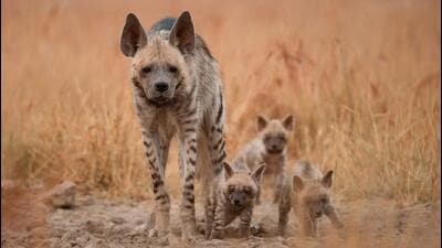 One of the documentaries by The Habitats Trust is on the striped hyenas found near Saswad, Pune. (HT) One of the documentaries by The Habitats Trust is on the striped hyenas found near Saswad, Pune. (HT)