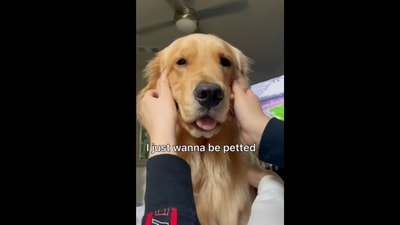 The golden retriever dog wants to be petted all the time and it's adorable to watch. (goldenbearollie/Instagram) The golden retriever dog wants to be petted all the time and it's adorable to watch. (goldenbearollie/Instagram)