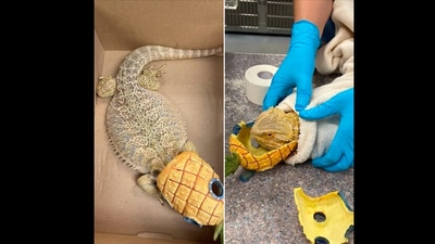 "Randy, the bearded dragon, tried to visit SpongeBob Square Pants yesterday and ended up in the ER,” says the post shared by the New England Animal Medical Center on Facebook. "Randy, the bearded dragon, tried to visit SpongeBob Square Pants yesterday and ended up in the ER,” says the post shared by the New England Animal Medical Center on Facebook. 