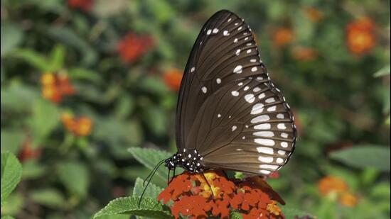 Common crow species of butterfly. (Sourced)