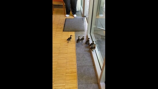 The ducklings walking across the cafe trying to find their mama.&nbsp;(Reddit/Turicil00)