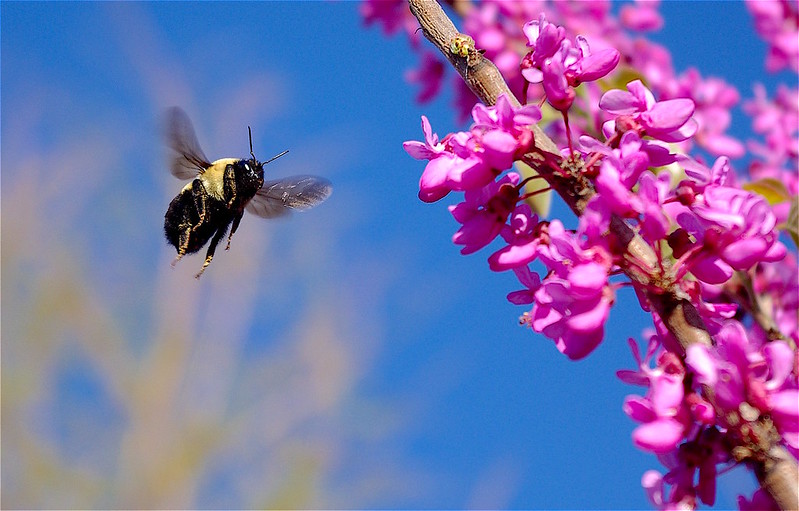 The Government of India’s (GoI’s) National Beekeeping and Honey Mission (NBHM) focuses on the promotion and development of scientific beekeeping to achieve the goal of Sweet Revolution in the country as part of Atmanirbhar Bharat Abhiyaan.(Flicker) The Government of India’s (GoI’s) National Beekeeping and Honey Mission (NBHM) focuses on the promotion and development of scientific beekeeping to achieve the goal of Sweet Revolution in the country as part of Atmanirbhar Bharat Abhiyaan.(Flicker)
